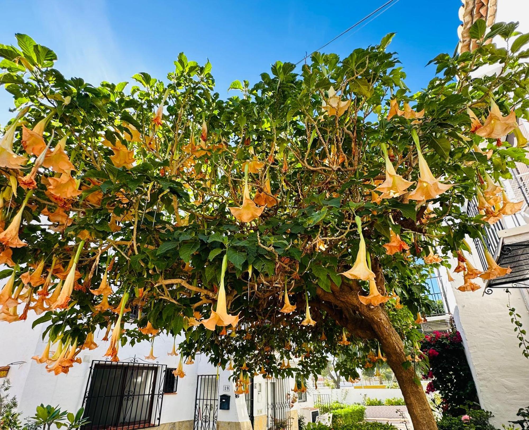 Right By The Pool Area In Capistrano Village! Nerja Exterior foto
